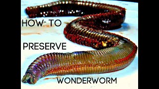 How to Preserve WONDERWORMS