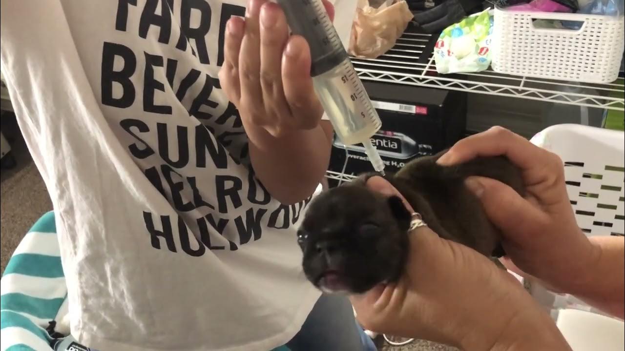 How to give Sub Q Fluid to a French Bulldog w/aspiration pneumonia