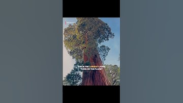 Giant Sequoias – Earth’s Oldest and Largest Living Giants | The Rascals