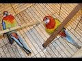 Розеллы купаются | Попугаи | Rosella parrot