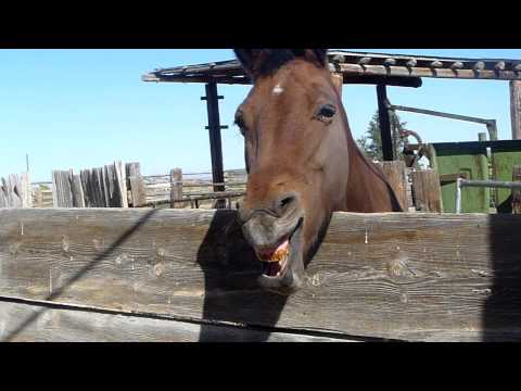 funny!-the-yawning-horse