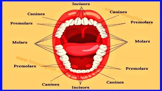 दातों के नाम और उनके कार्य हिंदी और अंग्रेजी में। Teeth name hindi and english.