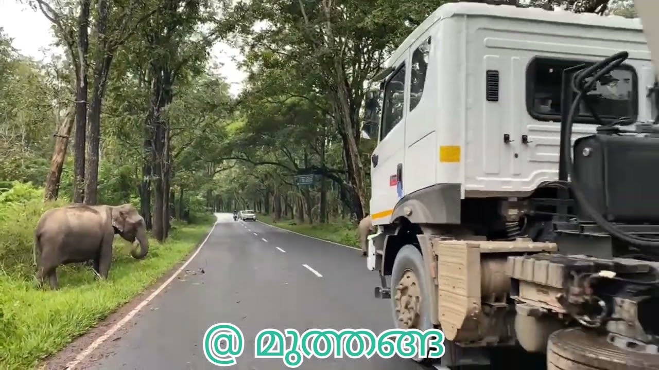 മുത്തങ്ങയിൽ ആനകൂട്ടം 