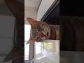 Funny cats videos 🤣 #cat #trending #shorts