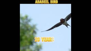 Why ALLAH choose Ababeel Bird ?islam shorts