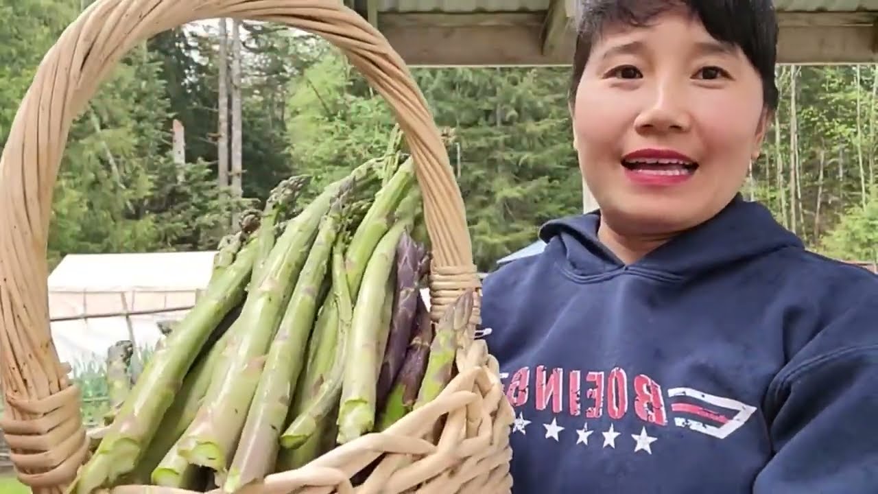 FULL VIDEO ,THU HOẠCH MĂNG TÂY, MÙNG TƠI ,