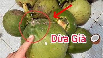 Cách Phân Biệt Dừa Non và Dừa Già Khi Mua