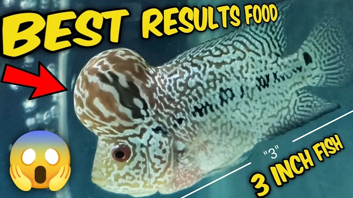 Watch the video about Best flowerhorn fish food in india | flowerhorn head growth food | flowerhorn fast growth food