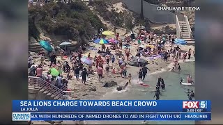 Sea Lions Charge At Beachgoers At La Jolla Cove