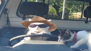 Cute Cats and Dogs Funny Video #247 😂😂😂😂😂😂