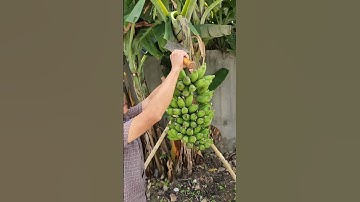 Cắt buồng chuối      #bienfarm #farming #guava