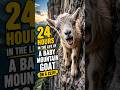 24 Hours Through the Eyes of a Baby Mountain Goat🐐🌄
