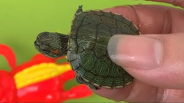 Lenka LyLy - Rùa con, cá sấu, cá cảnh, cá bẩy mầu, các loại cá đep