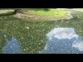 Pond Duckweed Removal - Simple, easy, and mostly hands off