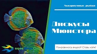 Дискусы Мюнстера - огромный дискусятник в Германии. Дискусы Мюнстера - огромный дискусятник в Германии.