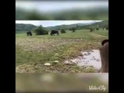 Как это, прокатится на буйволе