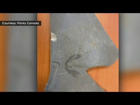 Parks Canada issues $20K fine in ancient fossils heist