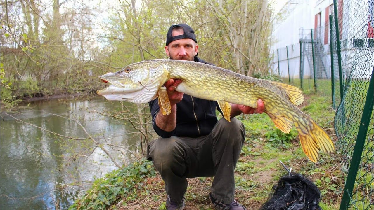 Carpe au coup en rivière (ma première)