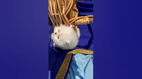Watch the video about Persian silver-shaded chinchilla dollface