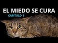 GATITA QUE TENÍA PÁNICO ¡RECUPERADA! | Capítulo 1