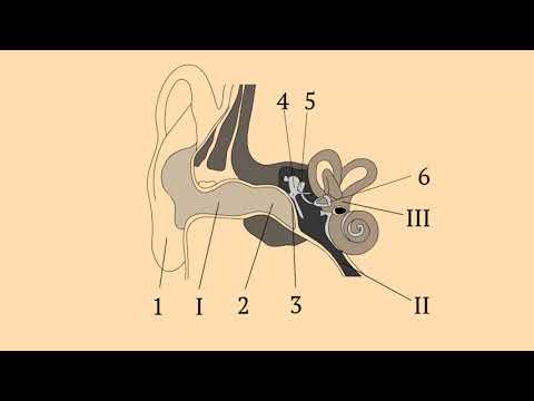 Строение уха человека