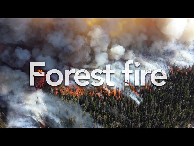 Forest Fire | Sound Effect (Copyright Free) class=