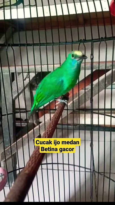 cucak ijo medan betina gacor ngeplong ngotot‼#viral #ijogacor #cucakijo #kicaumania #kicau #fyp