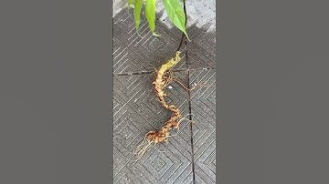 🍀👍Cặp sâm rừng: 165gam dài hơn 40cm hơn 30 mắt sâm