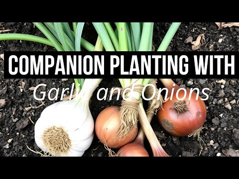Garlic and Onion Companion Planting: Secret Benefits for Your Garden" -  YouTube