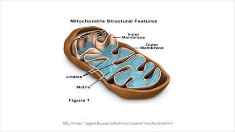 Biology: Scientific Explanations of Complexity of the Cell