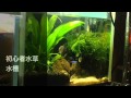 初心者アクアリウム 水草水槽メンテナンス編