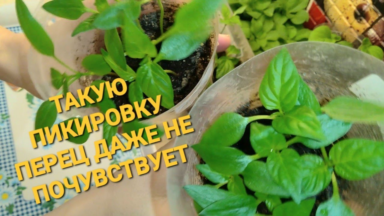 Сею и пикирую ПЕРЦЫ только так! Рассада всегда крепкая и коренастая!!!?? ...