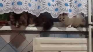 Нюх у котов очень тонкий. Нюх у котов очень тонкий.