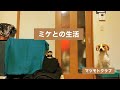 《ミケとの生活》#1 の動画、YouTube動画。