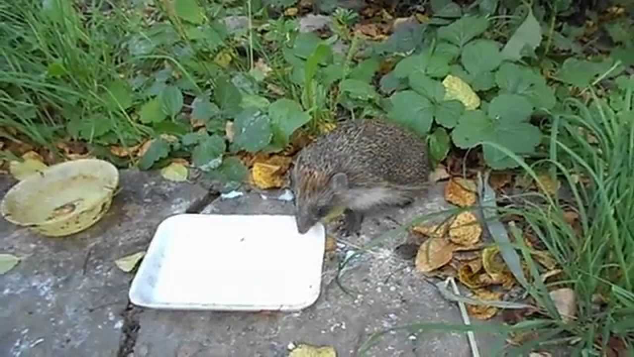 Час обідати.08.08.2014.