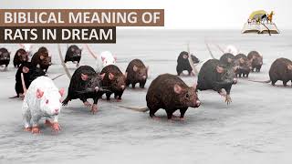 Biblical Meaning of RATS in Dream - Find Out Dreams About Rats