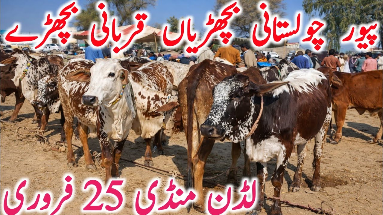 Today Fresh Luddan Cow Mandi Sahiwal Cholistani Bachre Bachrian And Cow || Global Village Farming 