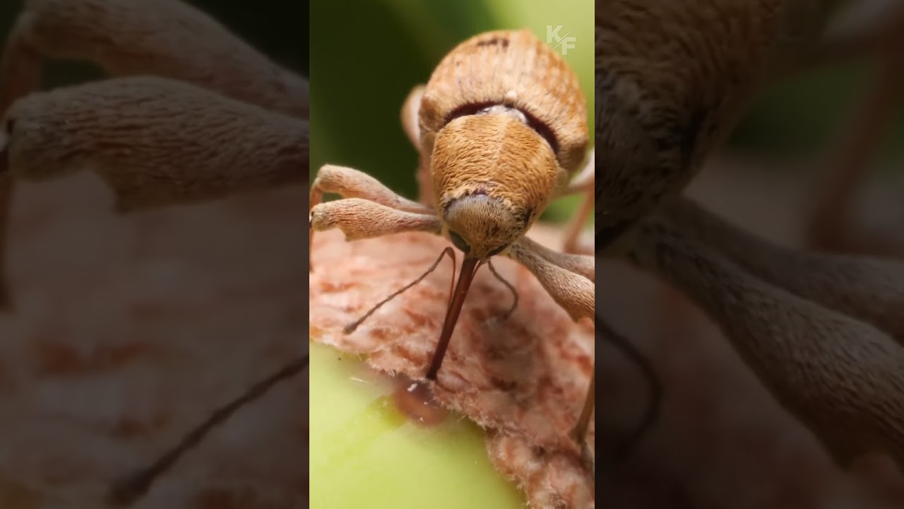 Это насекомое любит желуди больше чем свиньи. Долгоносик в деле.