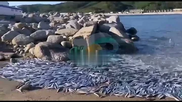 Приморский берег засыпало анчоусами