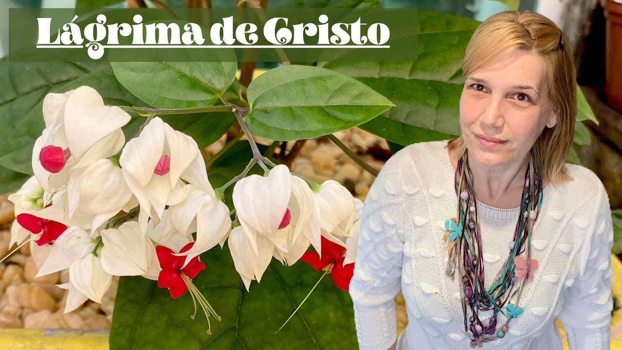 Lágrima de Cristo - Cuidados e Mudas | Nossa Vida é sem Frescuras!