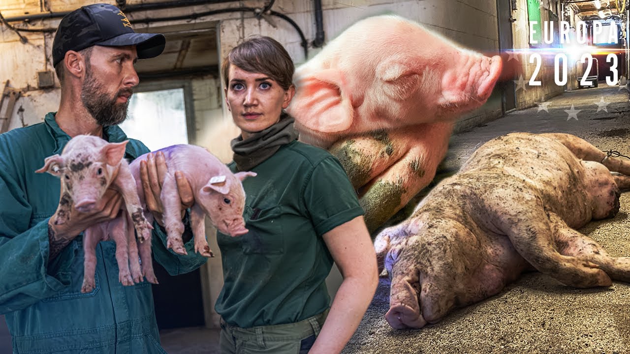 Cindy beim Laden von Schweinen: Der Boden verhakt sich! | Trucker Babes | kabel eins