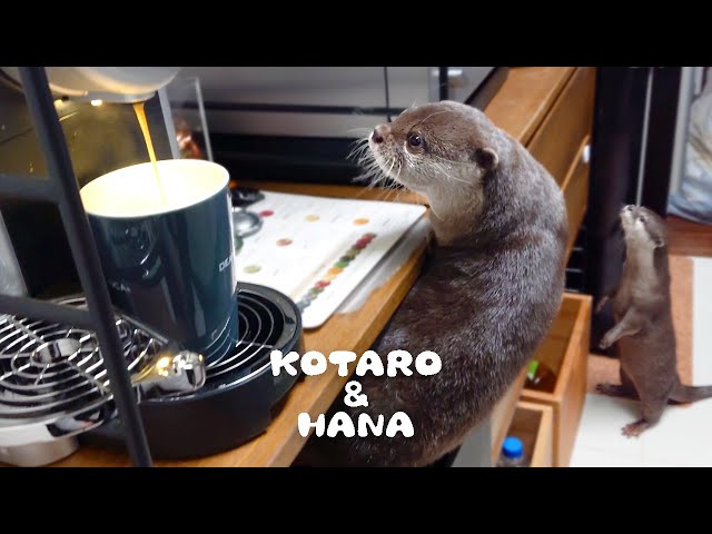 カワウソコタローとハナ　コーヒーを淹れるたびに走ってくるコタロー　Otter Kotaro&Hana are Interested in The Coffee Maker