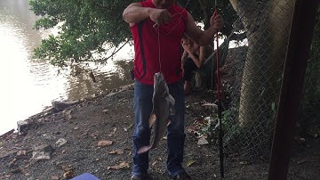 Dính em cá tra sông ,gần cầu Thạnh Hội , tân uyên #fishing #cauca #shorts