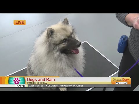 Video: Kas atsitinka, kai žaismingas puodelis ir švelnus milžinas eina paw į paw prie šunų parko