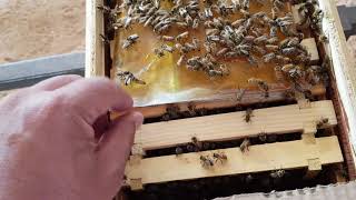 طريقة تغذية النحل بالعسل داخليا بإستخدم اكياس البلاستيك