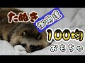 タヌキのお気に入り玩具は100均産(Special About Tanuki's Favorite Toy)