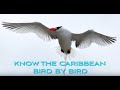 Caribbean birding trailknow the caribbean bird by bird