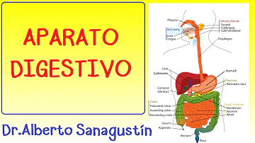 ¿Cómo explicarle a un niño sobre el sistema digestivo?