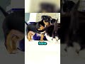 Diese Kätzchen haben zum ersten Mal kleine Hunde getroffen!