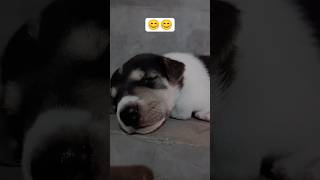 puppy 🐶🐶🐾 #trending #viral #dogs #dogslover #subscribe #likes #funnyimages #funny #baby #new #puppy